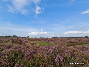 Lees meer over het artikel Kalmthoutse Heide  (23,5 km)