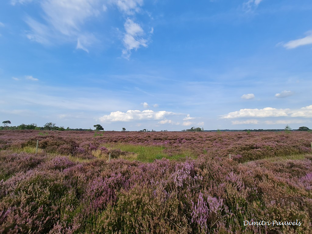 Lees meer over het artikel Kalmthoutse Heide  (23,5 km)