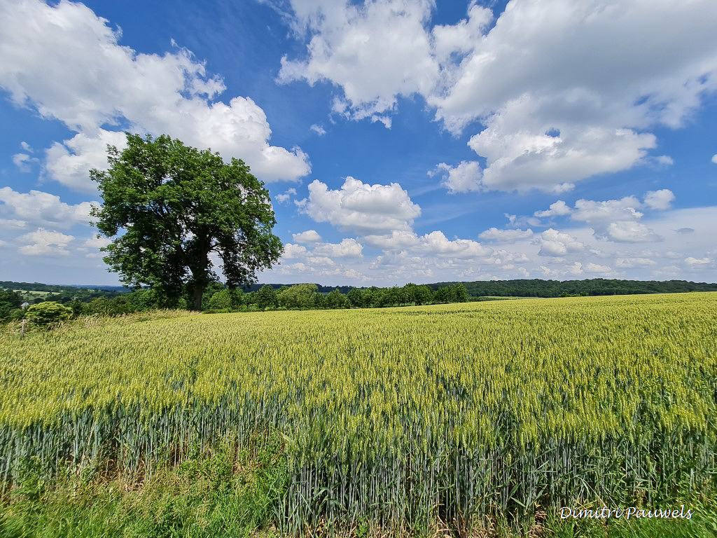 Lees meer over het artikel Voeren – Bronnenwandeling (13,7 km)