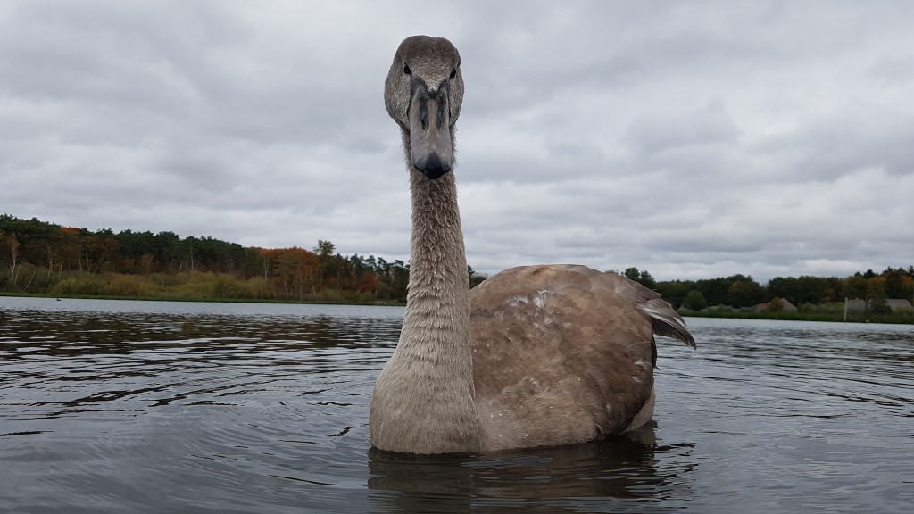 Lees meer over het artikel Wandelen door het Water (16,9 km)