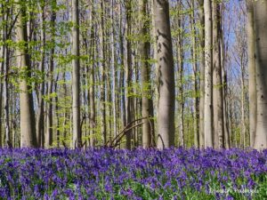 Lees meer over het artikel Hallerbos