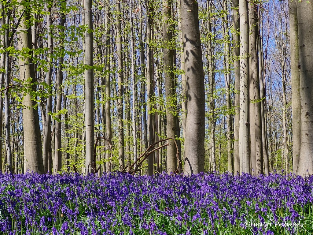 Lees meer over het artikel Hallerbos