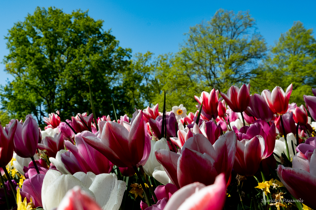 Lees meer over het artikel Keukenhof