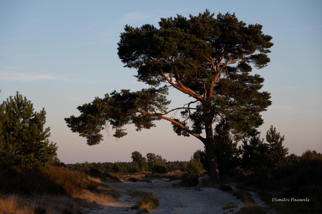 Lees meer over het artikel Kalmthoutse Heide Zonsondergang