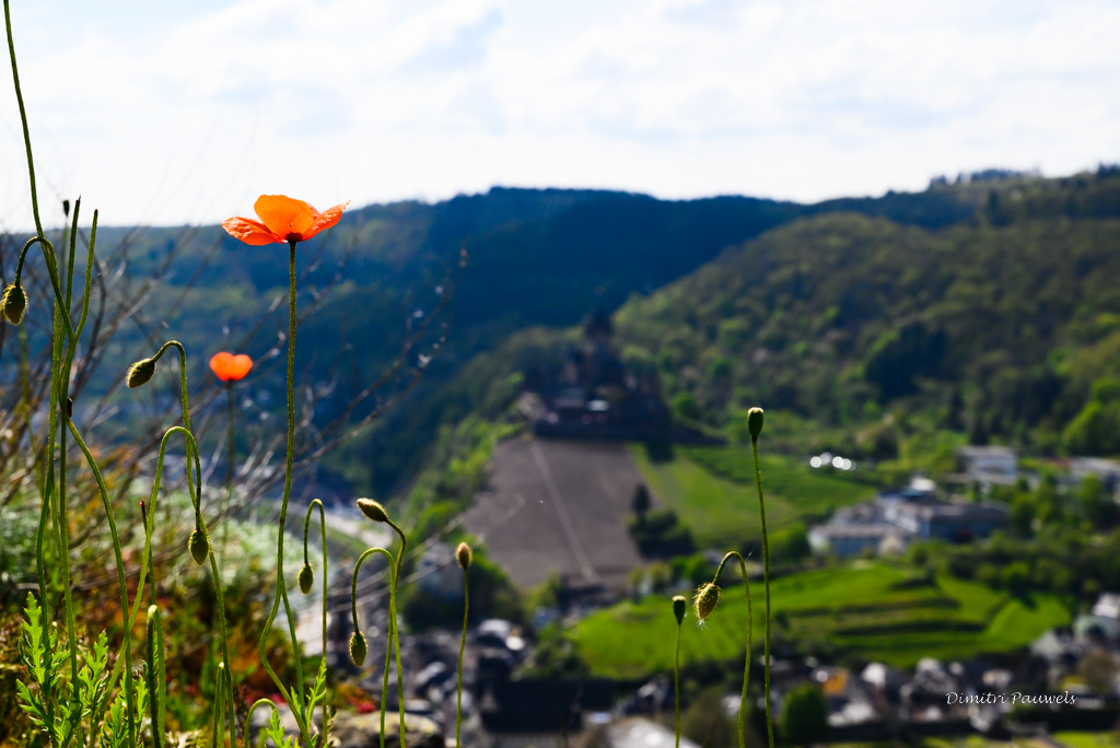 Lees meer over het artikel Cochem (17,9 km)