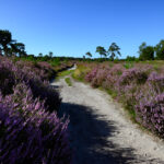 Kalmthoutse Heide (11,3 km)
