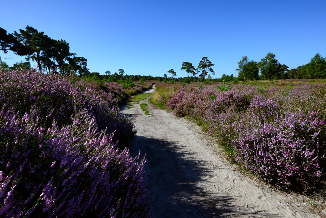 Lees meer over het artikel Kalmthoutse Heide (11,3 km)