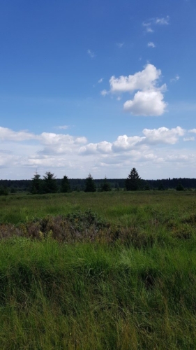 Hautes Fagnes