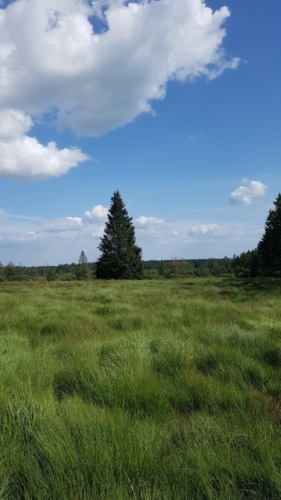 Hautes Fagnes