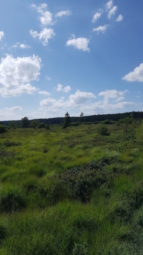 Hautes Fagnes