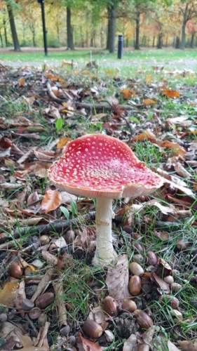 Wandelen door het Water