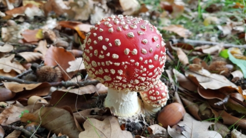 Wandelen door het Water