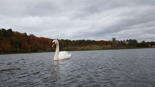 Wandelen door het Water