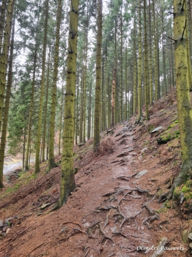 Mont - Reinhardstein