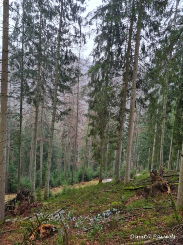 Mont - Reinhardstein