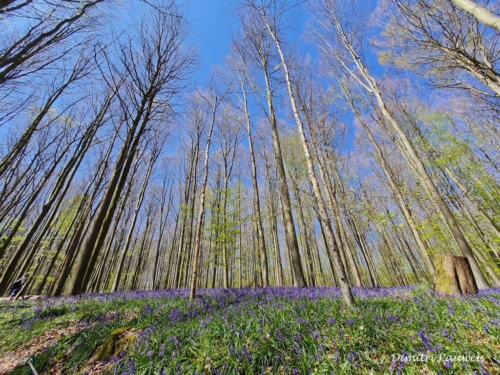 Hallerbos
