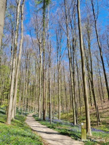Hallerbos