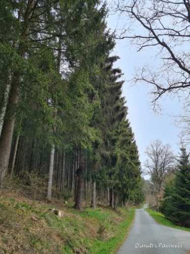 Narcissen langs de Holzwarche