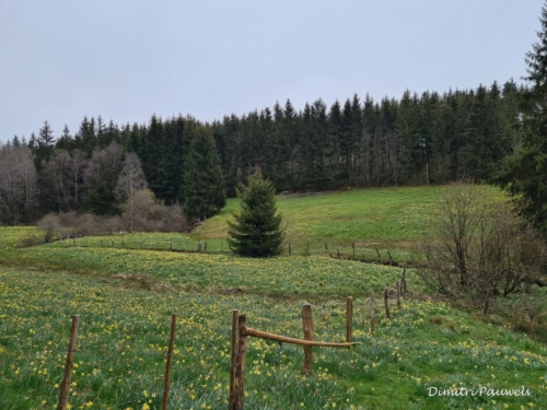Narcissen langs de Holzwarche