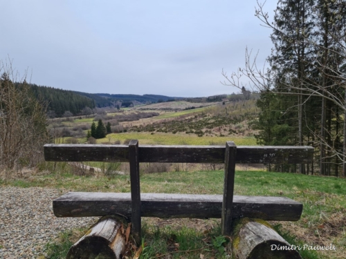 Narcissen langs de Holzwarche