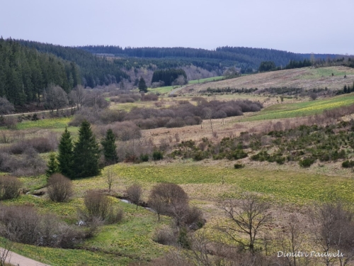 Narcissen langs de Holzwarche