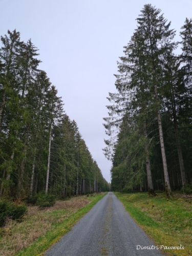 Narcissen langs de Holzwarche