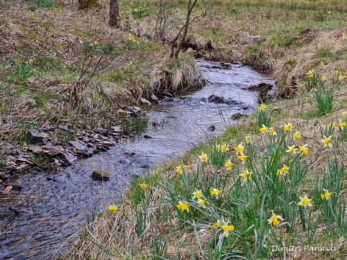 Narcissen langs de Holzwarche