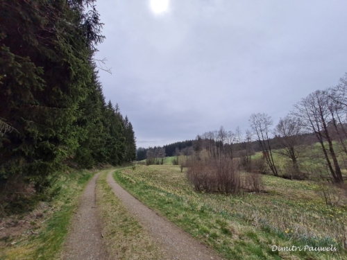 Narcissen langs de Holzwarche