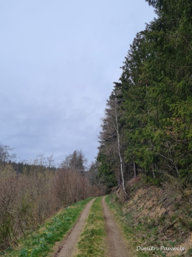 Narcissen langs de Holzwarche