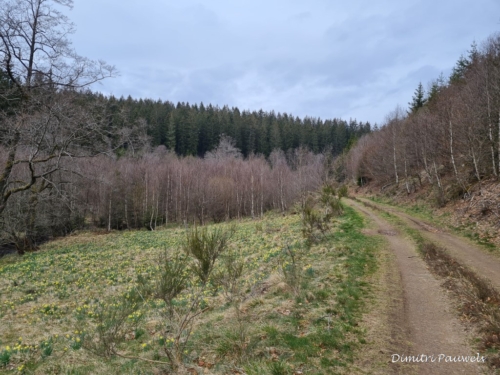 Narcissen langs de Holzwarche