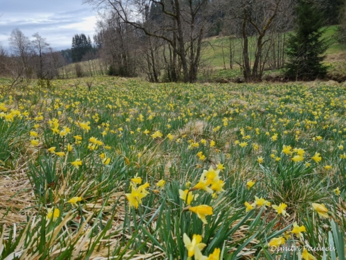 Narcissen langs de Holzwarche