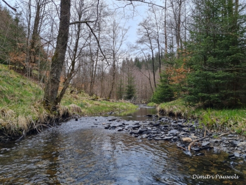 Narcissen langs de Holzwarche