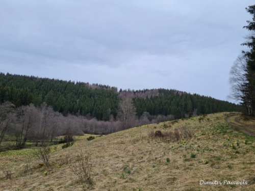 Narcissen langs de Holzwarche