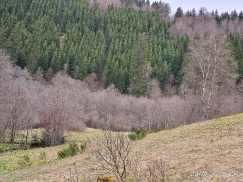 Narcissen langs de Holzwarche