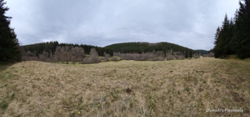 Narcissen langs de Holzwarche