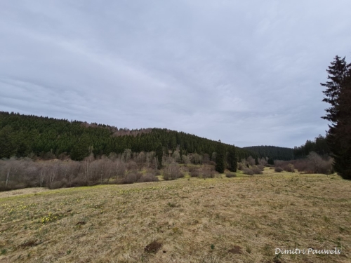 Narcissen langs de Holzwarche