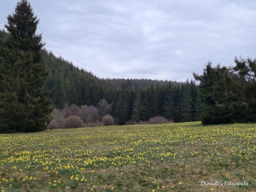 Narcissen langs de Holzwarche