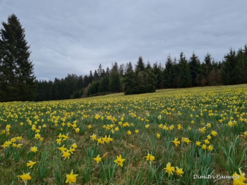 Narcissen langs de Holzwarche
