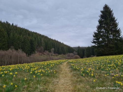 Narcissen langs de Holzwarche