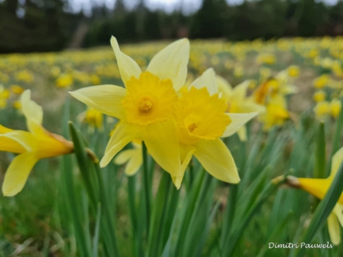 Narcissen langs de Holzwarche