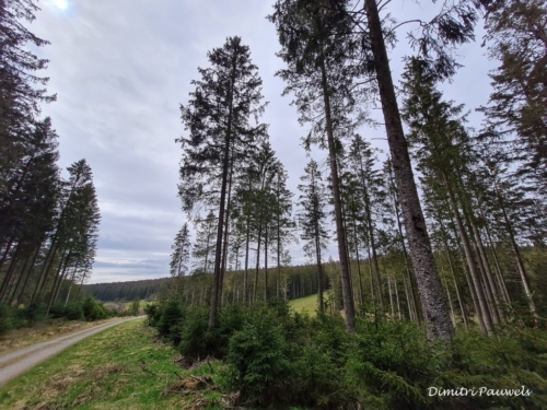 Narcissen langs de Holzwarche