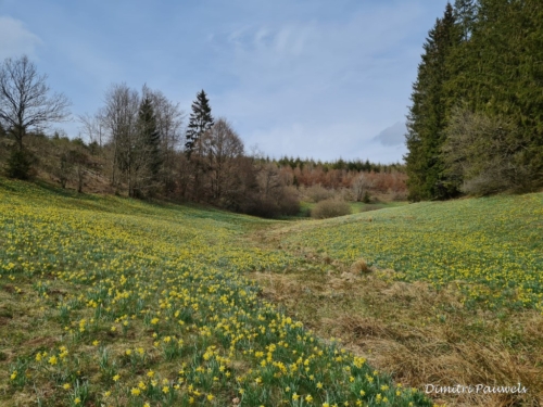 Narcissen langs de Holzwarche