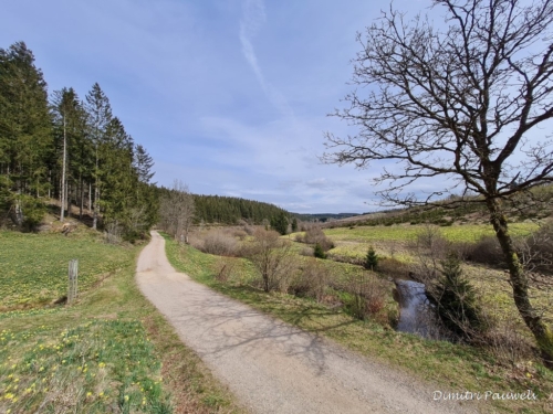 Narcissen langs de Holzwarche