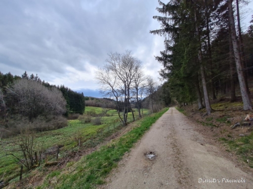 Narcissen langs de Holzwarche