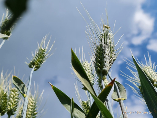 Voeren - Bronnenwandeling
