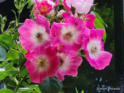 Voeren - Bronnenwandeling