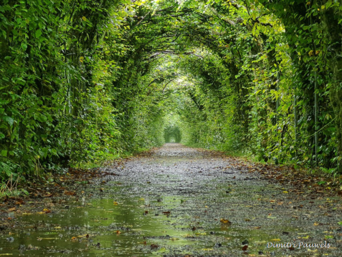 La Reid - La charmille du Haut-Marêt