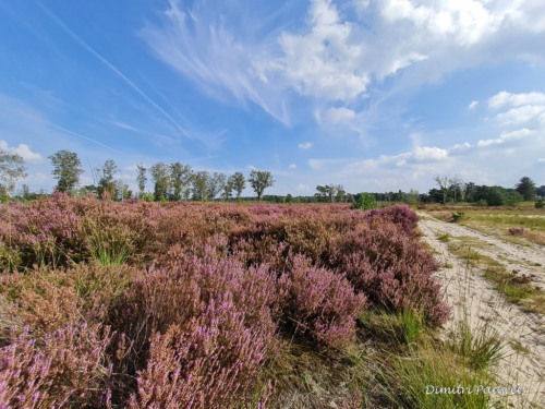 Kalmthoutse Heide