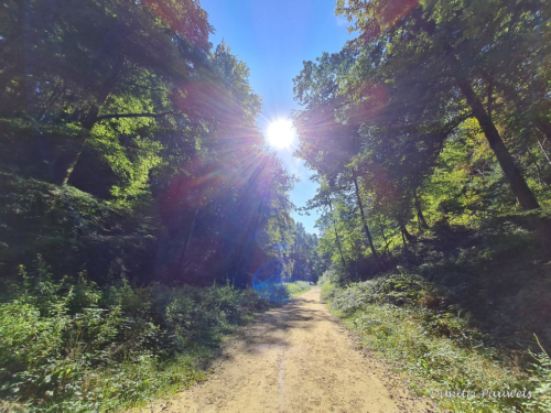 Mullerthal part Route 2