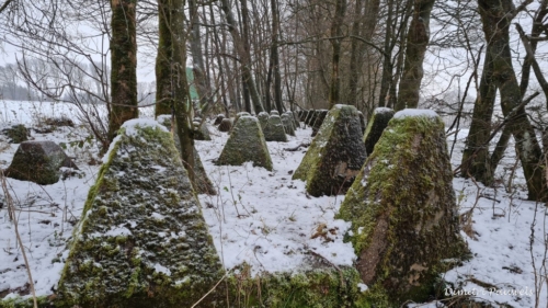 21-12 Mürringen Höckerlinie